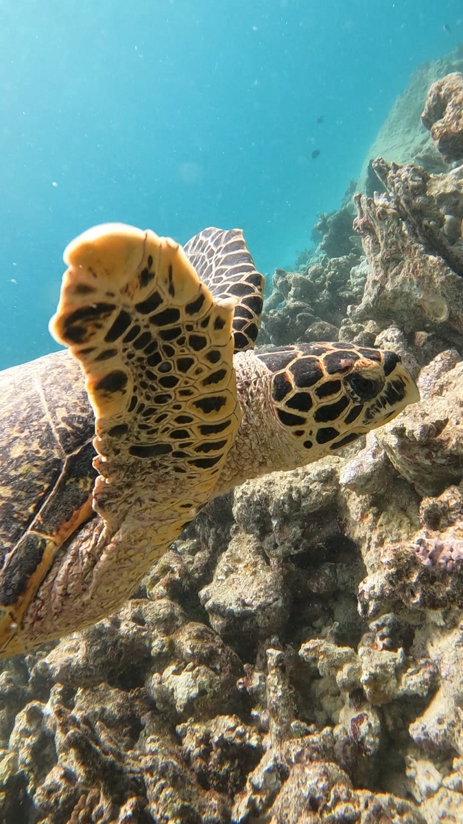 Real Turtle Talk with Maldivian Sea Turtles! Let’s join the Turtle Snorkeling Tour! Travel to Maldives