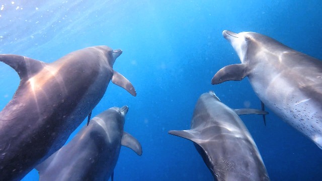 Swim with Wild Dolphins on the “Dolphin Swim Tour” in Miyakejima and Mikurajima! How to Book, What to Bring, and Fun for All Ages in Miyakejima This Summer