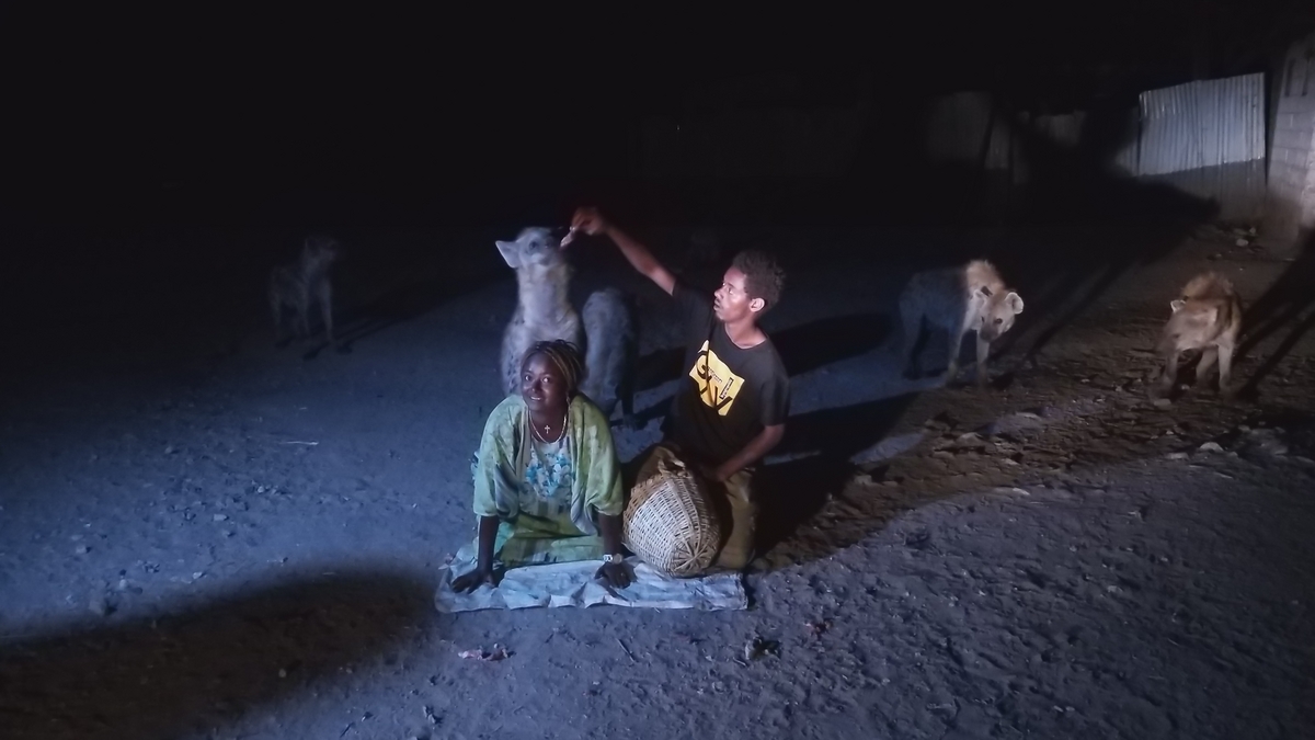 Experience Feeding Wild Hyenas in Harar, Ethiopia