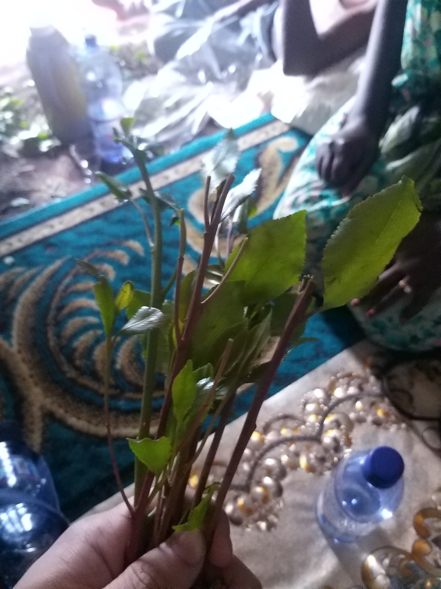 Khat: Ethiopia’s Traditional Social Plant – A Cultural Perspective from Harar