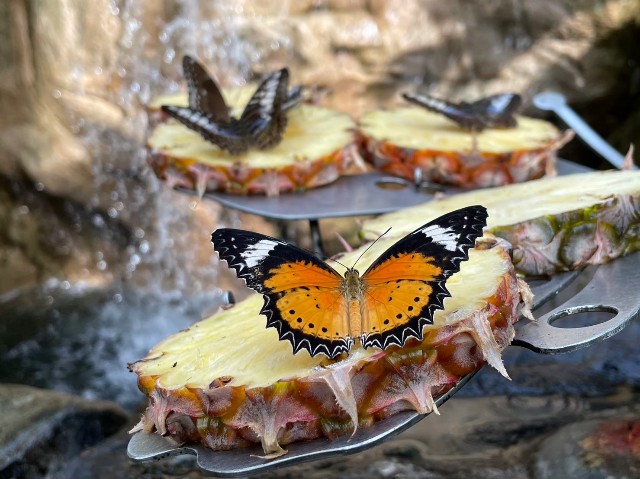 A hidden oasis at Changi International Airport? Make the most of your transit time at Butterfly Garden