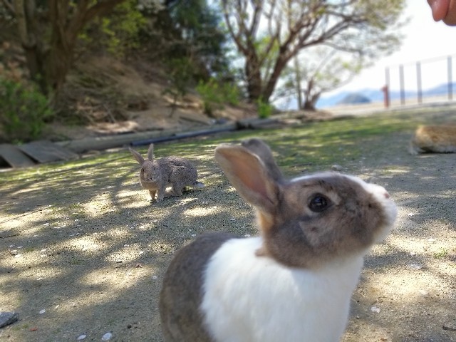 Have A Picnic With Rabbits On Kunoshima Can You Take Rabbits Home Or Bring Your Own Food