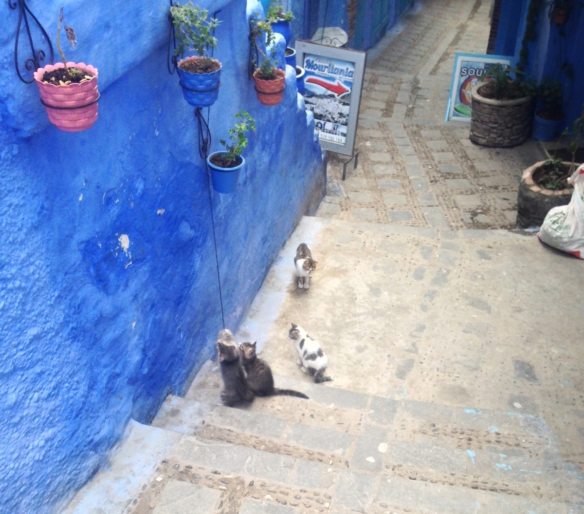 [Morocco Travel] More Than Just Blue! Exploring Chefchaouen, the “City of Cats”