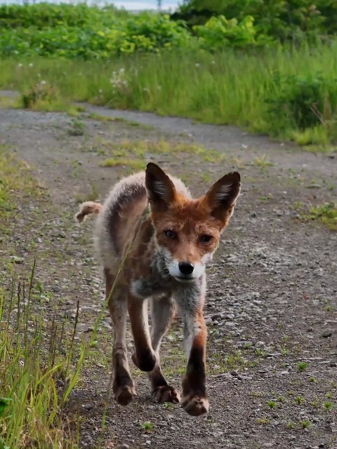 Where to Spot Wild Foxes in Sapporo, Hokkaido: A Complete Guide